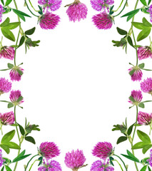 pink clover flowers frame isolated on white