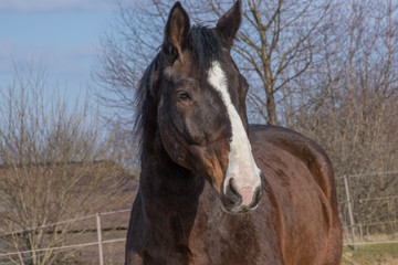 Obraz premium Porträt eines braunen Pferdes in der Frühjahrssonne