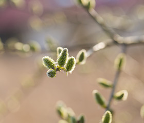 Blooming willow in springtime