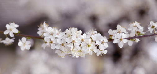 
Spring flowering trees