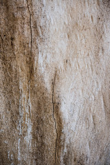 Obraz premium tree bark with cracks