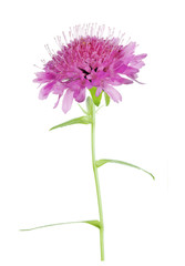 single pink isolated Field Scabious flower