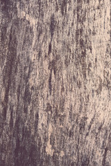 tree bark with cracks