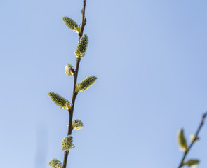 Blooming willow in springtime