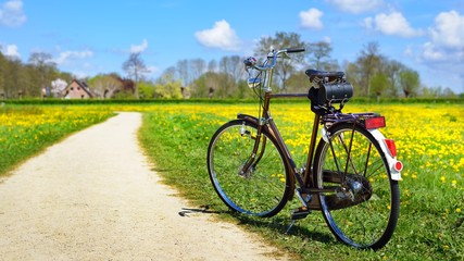 An old retro bicycle in the dandelion field. The Netherlands
