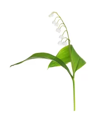 Crédence en verre imprimé Muguet lily-of-the-valley flower plant on white