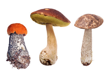 collection of three edible mushrooms on white