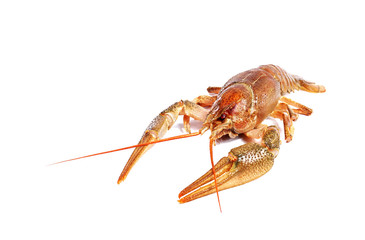 Crayfish on a white background. Crayfish isolated on white