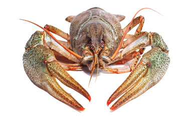 Crayfish on a white background. Crayfish isolated on white