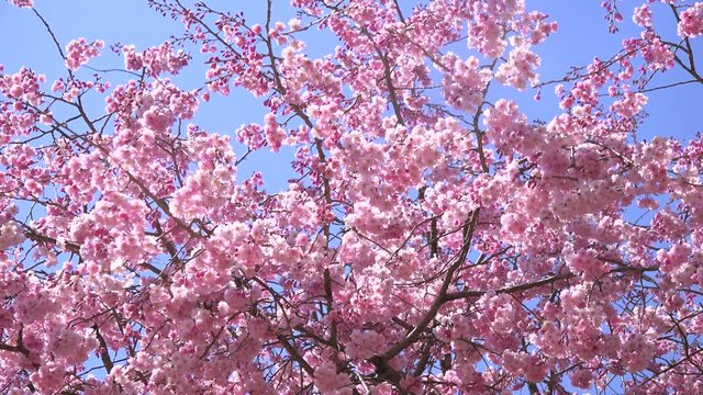 Cherry Blossoms sakura さくら サクラ 桜