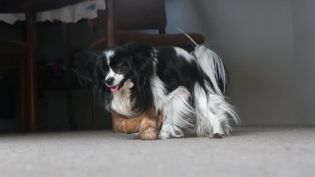 Small dog humping teddy bear