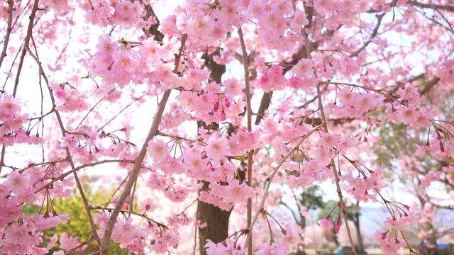 Cherry Blossoms sakura さくら サクラ 桜