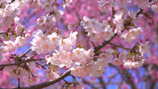 Cherry Blossoms sakura さくら サクラ 桜