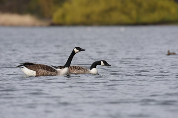 Canada Goose, Branta canadensis