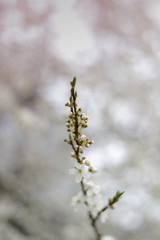 
Spring flowering trees