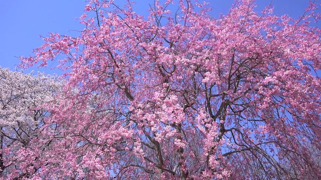 Cherry Blossoms sakura さくら サクラ 桜