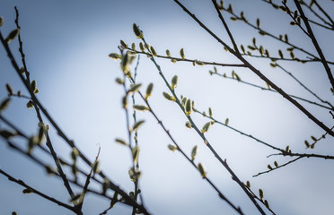 Blooming willow in springtime
