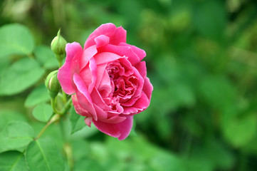 close up pink rose. Floribunda