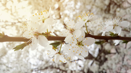 
Spring flowering trees