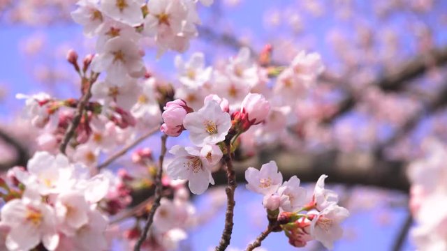 Cherry Blossoms sakura さくら サクラ 桜