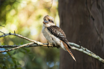 Kookaburra by itself in a tree during the day in Queensland