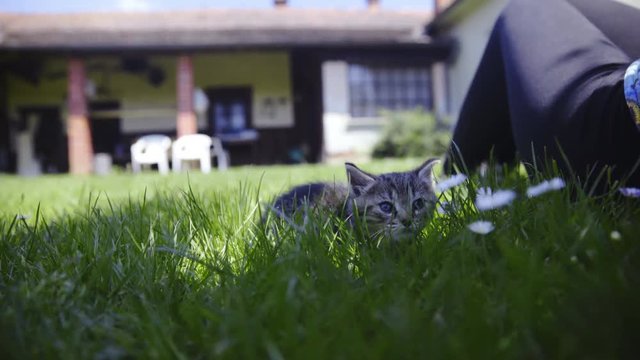 Baby kitten sunbathing beside a person on backyard