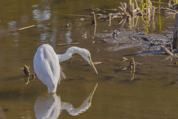 餌を探しているシラサギ