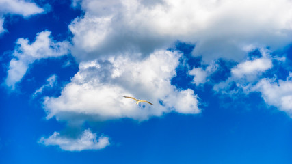 Fototapeta premium Flying Seagull