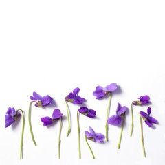 blank greeting card violets  purple spring