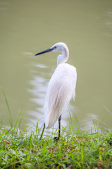 Animals in Wildlife - White Egrets.
