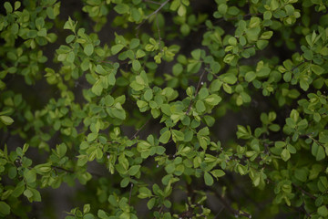 Obraz premium green bush