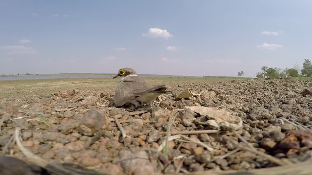 Birds hatch on land Adjacent to lake