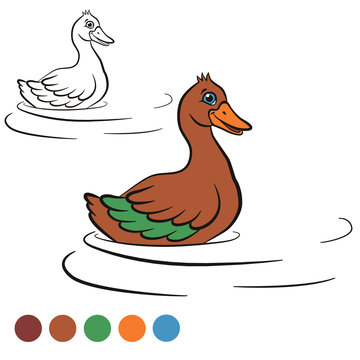 Coloring page. Color me: duck.  Little cute duck swims in the water and smiles. It`s happy. .
