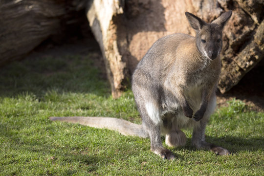 the male, Bennett's wallaby, Macropus rufogriseus