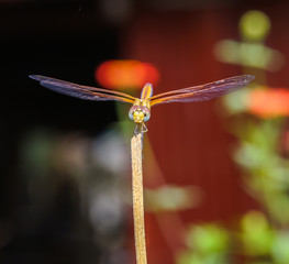 dragonfly
