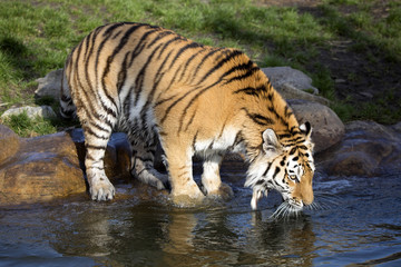 Fototapeta na wymiar Amur tiger, Panthera tigris altaica, drinking water