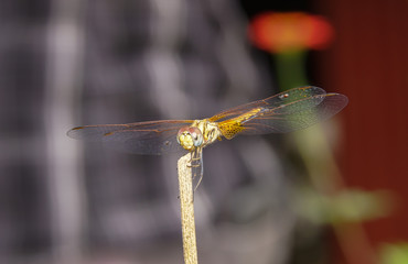 dragonfly
