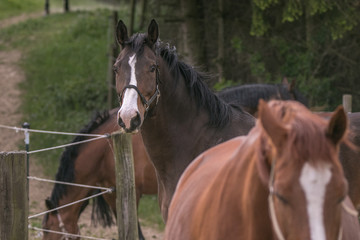 Naklejka premium braunes Pferd schaut aus Gruppe von Pferden zum Betrachter
