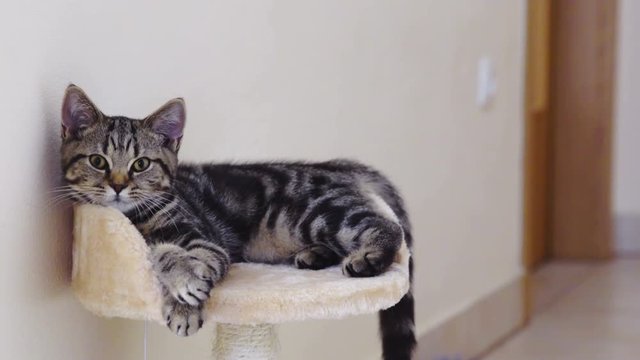 Kitten on scratch post yawn and clean itself
