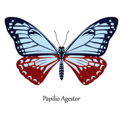 Illustration of Indian Swallowtail Butterfly - Papilio Agestor