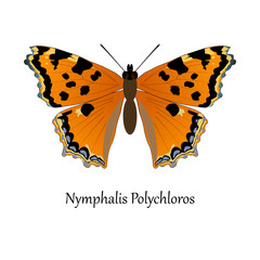Illustration of European Swallowtail Butterfly - Nymphalis Polychloros