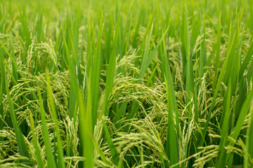 Green grass on rice field closeup.