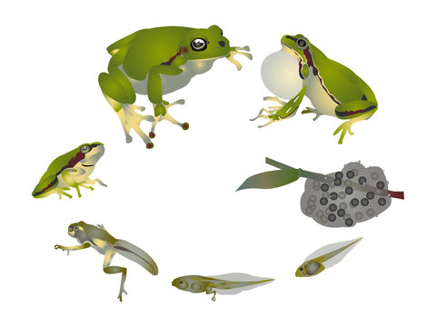 Life cycle of European tree frog