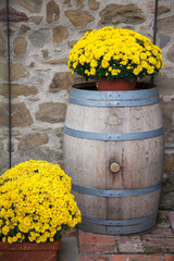 A fall potted chrysanthemum in garden.
