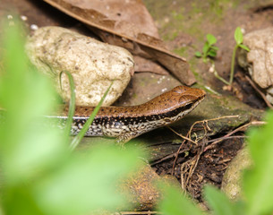 iguana
