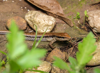 iguana

