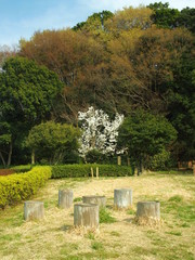 春の21世紀の森と広場の辛夷咲く風景