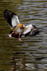 Egyptian Goose, Alopochen aegyptiaca