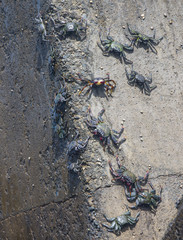 crabs on stone