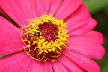 Obraz premium bee on the flower